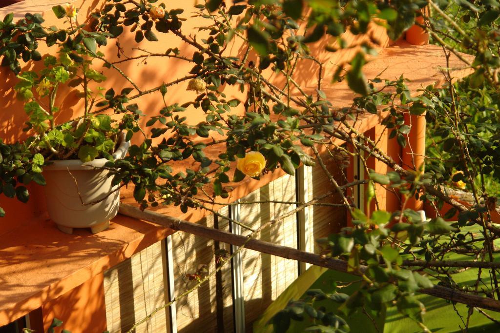 Recanto Dos Bambus Pousada Hotel Florianópolis Eksteriør billede